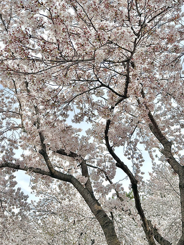 경주 벚꽃여행 🌸 명소 추천!