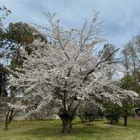 京都の綺麗な桜達🌸