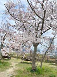 【2024年桜】明石城跡（明石公園）