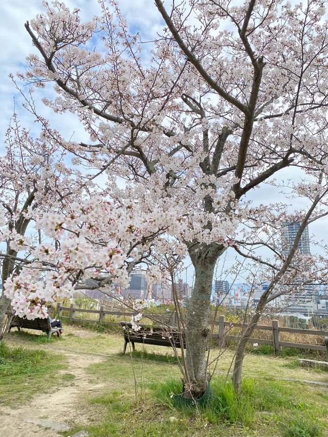 【2024年桜】明石城跡（明石公園）
