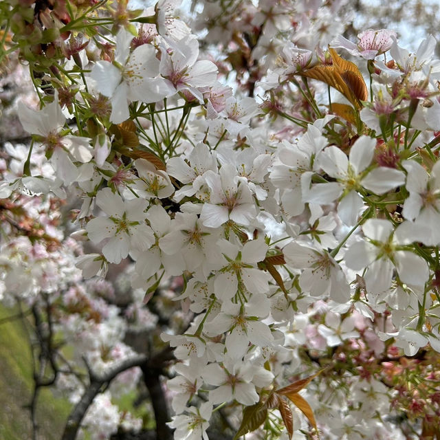 京都の綺麗な桜達🌸