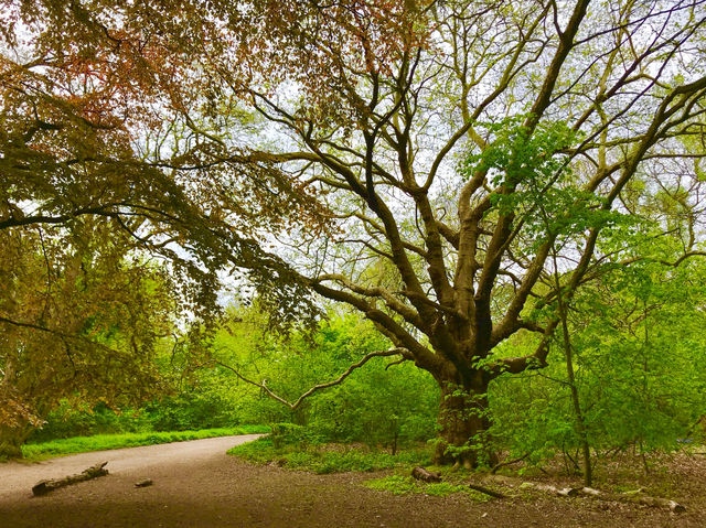 The serene beauty of this ancient heath🏴󠁧󠁢󠁥󠁮󠁧󠁿