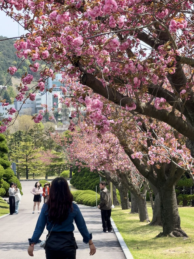 겹벚꽃에다 라일락까지 볼 수 있는 곳💜