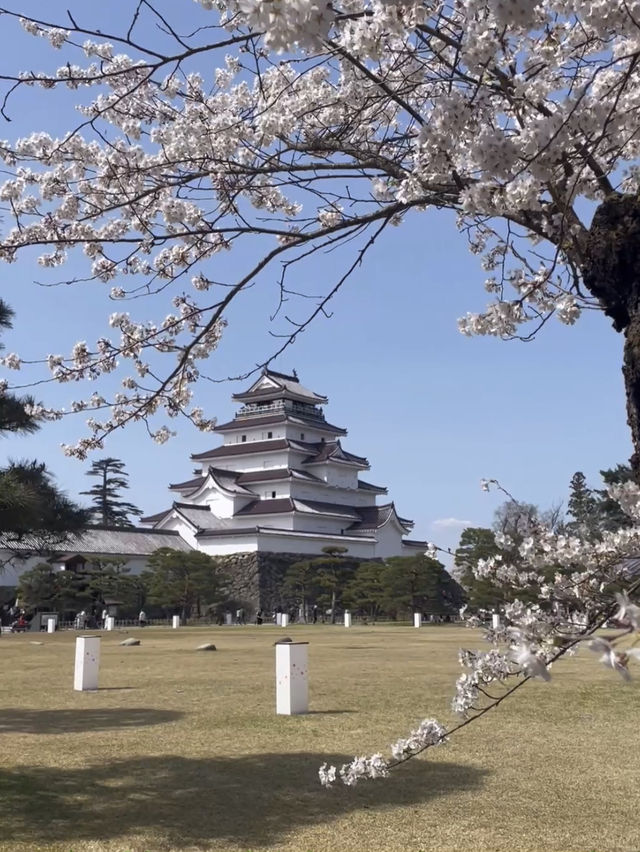 【福島 会津若松】約1000本のソメイヨシノ🌸に囲まれたお城🏯鶴ヶ城