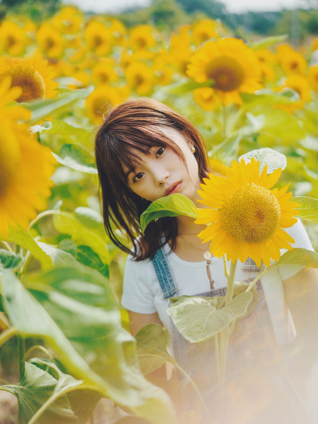 香港賞花🌼不用等夏天走進向日葵花海