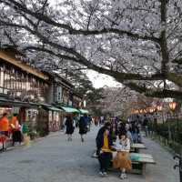 Cherry Blossom at Kanazawa Castle Park