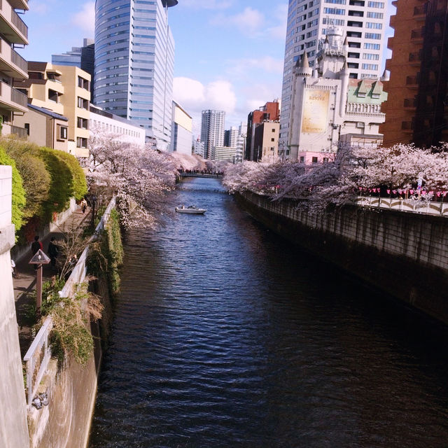 🌸中目黒桜🌸食べ歩き🚶‍♀️