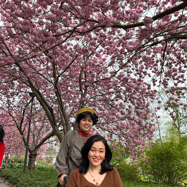 北ドイツ，ロストック植物園の桜