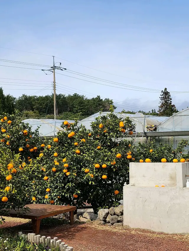 濟州島，Gamttanam善良農場 - 美味又氣氛佳的咖啡廳