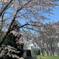 【福岡景點】西南學院大學櫻花盛開，期待明年再賞花