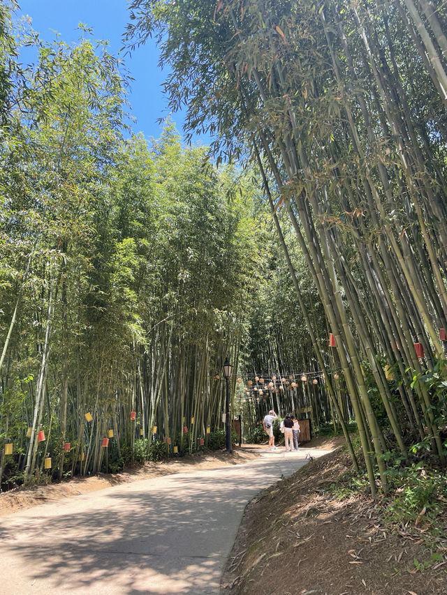 🎋 인생 첫 담양 여행 죽녹원 다녀왔어요!💚