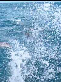 【天草観光】イルカに会える可能性90%以上🐬天草イルカウォッチング🐬