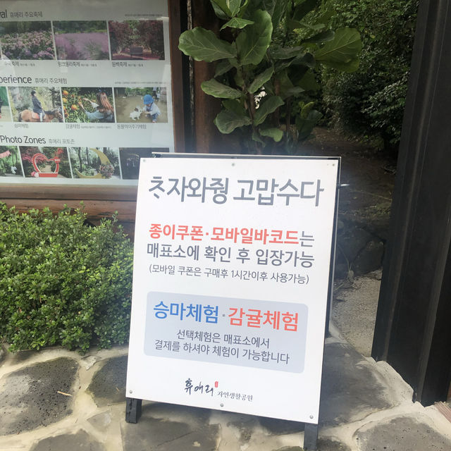 제주도 수국 꽃명소 ‘휴애리자연생활공원’🪻