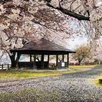 寒河江公園兩大賞花點