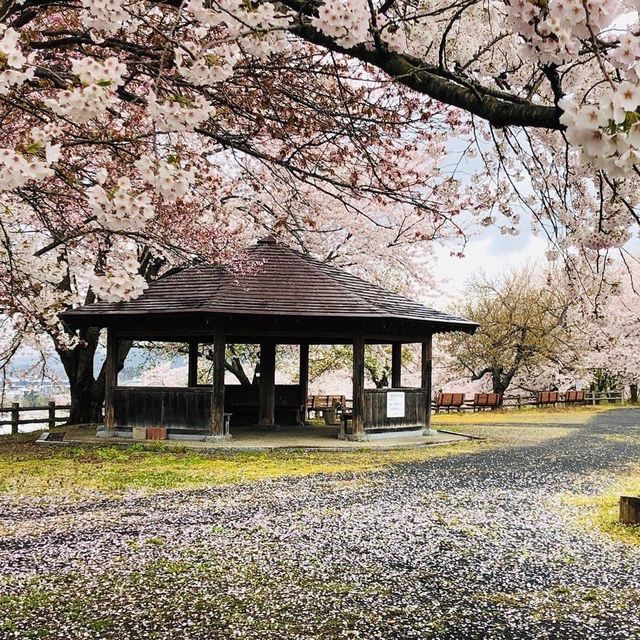 寒河江公園兩大賞花點