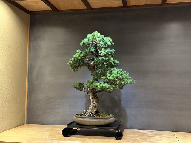 東京・銀座。盆栽のある銀座カフェ『BONGEN COFFEE Tokyo Ginza』