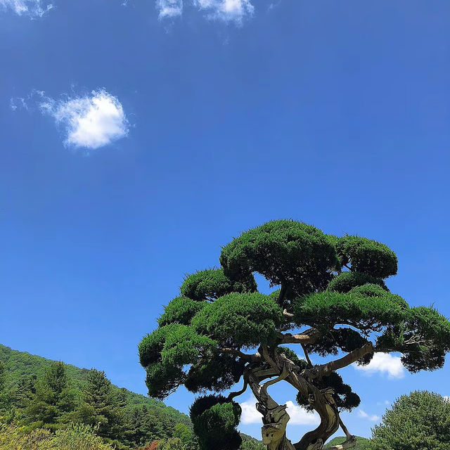 「日本鍋瀑布公園：春日浪漫，心靈寧靜」