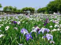 茨城水鄉潮來花菖蒲祭