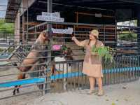 ทำฟาร์มดี Cafe’ and Farm ฟาร์มคาเฟ่ พิกัดชลบุรี