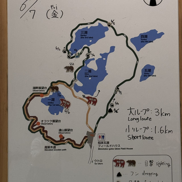 知床五湖-超幸運遇到熊母子出沒