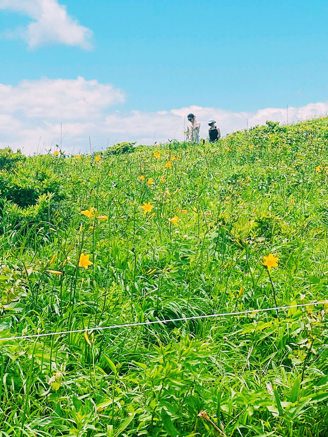 【長野県/諏訪市　夏でも涼しい霧ヶ峰に咲く黄色い花”ニッコウキスゲ”】