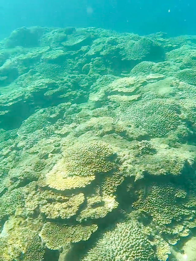 【和歌山】串本で夢中になったシュノーケリング体験🏝️✨
