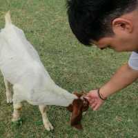 🌿🐑ถ่ายรูปกับฝูงแพะ @เขื่อนป่าสักฯ ลพบุรี