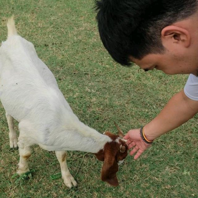 🌿🐑ถ่ายรูปกับฝูงแพะ @เขื่อนป่าสักฯ ลพบุรี