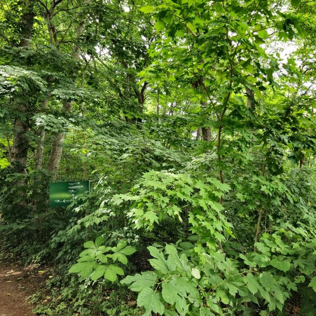 일본여행 홋카이도대학 식물원 北海道大学 植物園