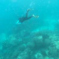 หมู่เกาะสุรินทร์ ดำน้ำฟินมากก 