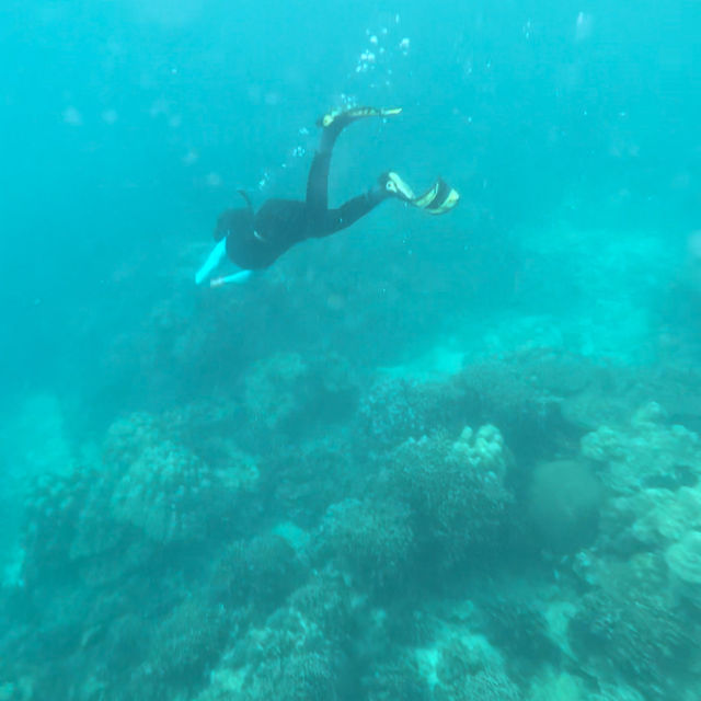 หมู่เกาะสุรินทร์ ดำน้ำฟินมากก 