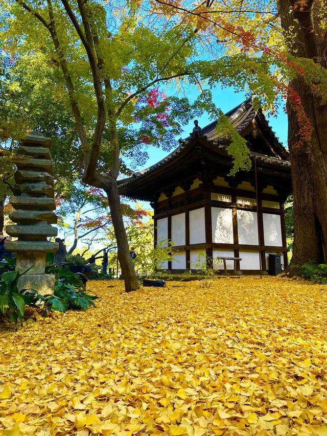 〜神奈川県〜横浜の小京都！秋の三溪園