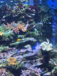Review 🐠 อควาเรียมที่ตั้งอยู่ภายใน Ocean Park