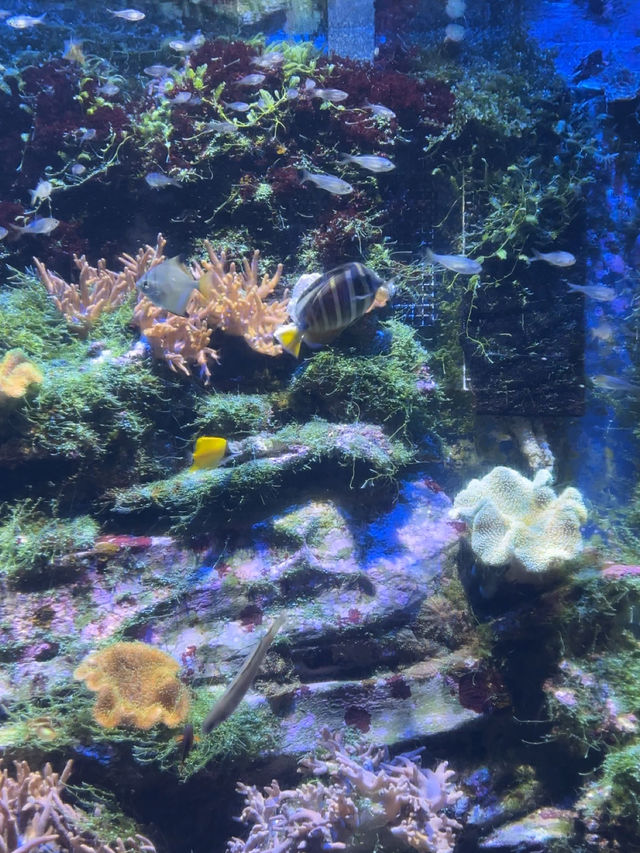 Review 🐠 อควาเรียมที่ตั้งอยู่ภายใน Ocean Park