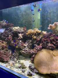 🐠Bangsaen Aquarium ดูปลาที่บางแสน✨
