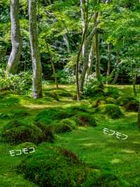 美しい苔と青もみじ癒やされたい！そんな時は【祇王寺】