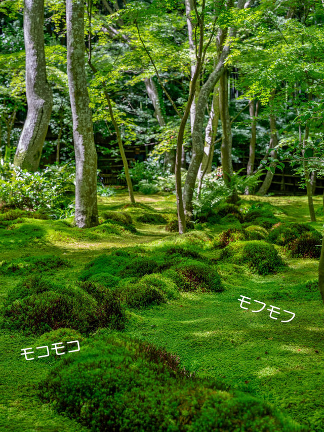 美しい苔と青もみじ癒やされたい！そんな時は【祇王寺】