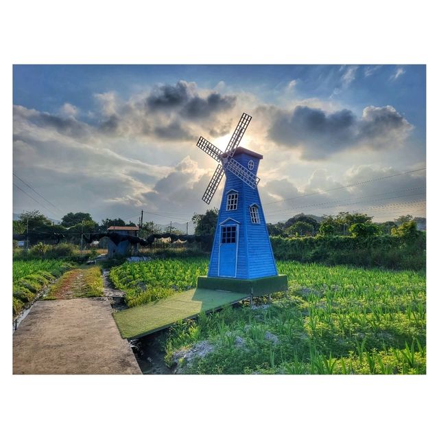 元朗新田「信芯園農莊」：四季花海、日本風情，適合攝影愛好者和親子遊客
