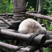 Panda Valley, Dujiangyan: An Enchanting Encounter with Black and White Giants