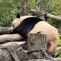Panda Valley, Dujiangyan: An Enchanting Encounter with Black and White Giants