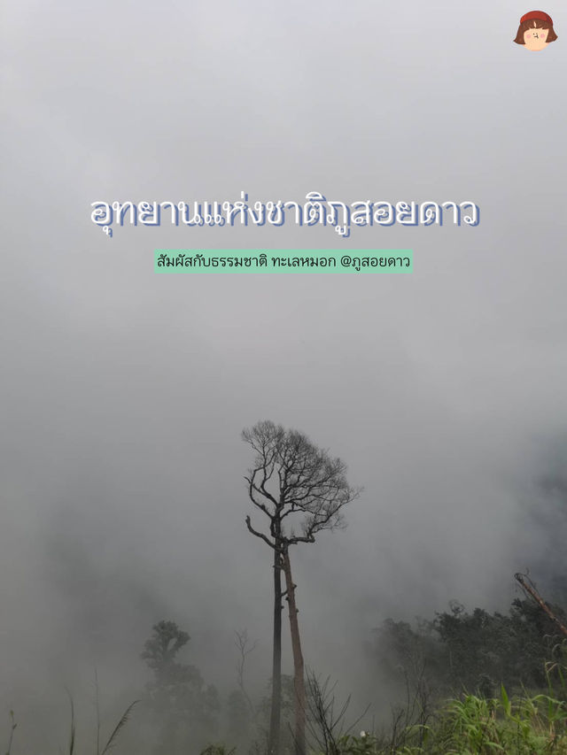 ภูสอยดาวครั้งแรก ! 2 วัน 1 คืน 