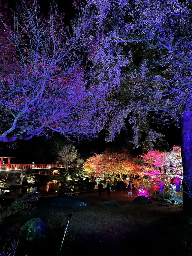 【大分観光】ライトアップされた紅葉を楽しめる日本庭園🍁✨️