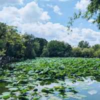 Relaxing day at the Green lake