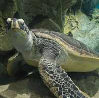 市立下關水族館-海響館
