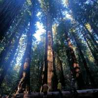 California Giant Redwoods 