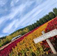 北海道之旅- 富良野富田農場/四季彩之丘
