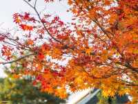 วัดโคไดจิ (Kodaiji)