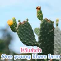 ไร่วันยังขำ จ.ศรีสะเกษ 🏜️🌵🌿