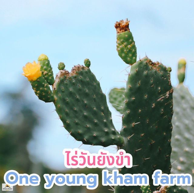ไร่วันยังขำ จ.ศรีสะเกษ 🏜️🌵🌿