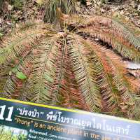 ผาช่อ แม่น้ำปิงโบราณเมื่อ5ล้านปีที่แล้ว
